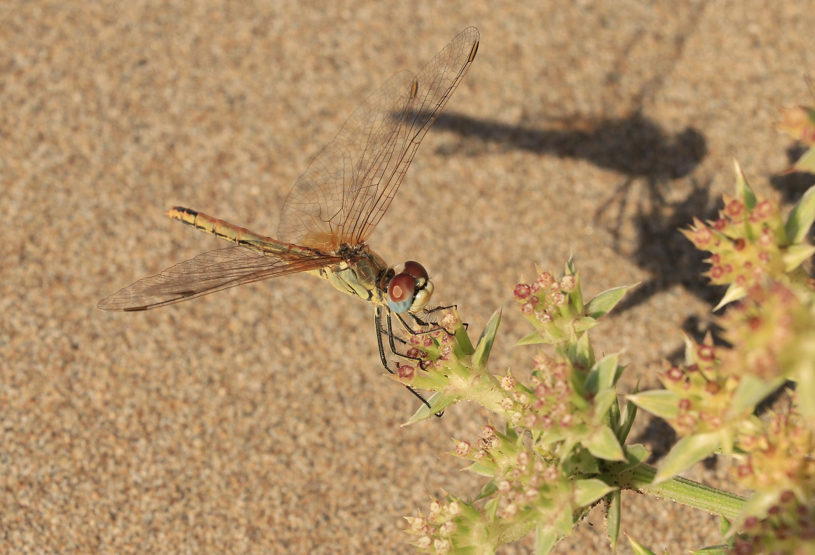 Libelle, Ebro Delta