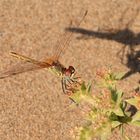 Libelle, Ebro Delta