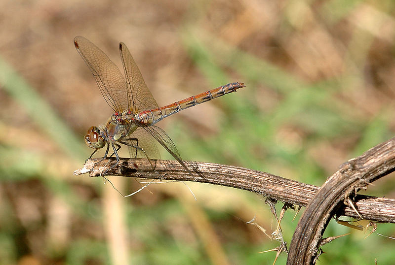 ...Libelle...