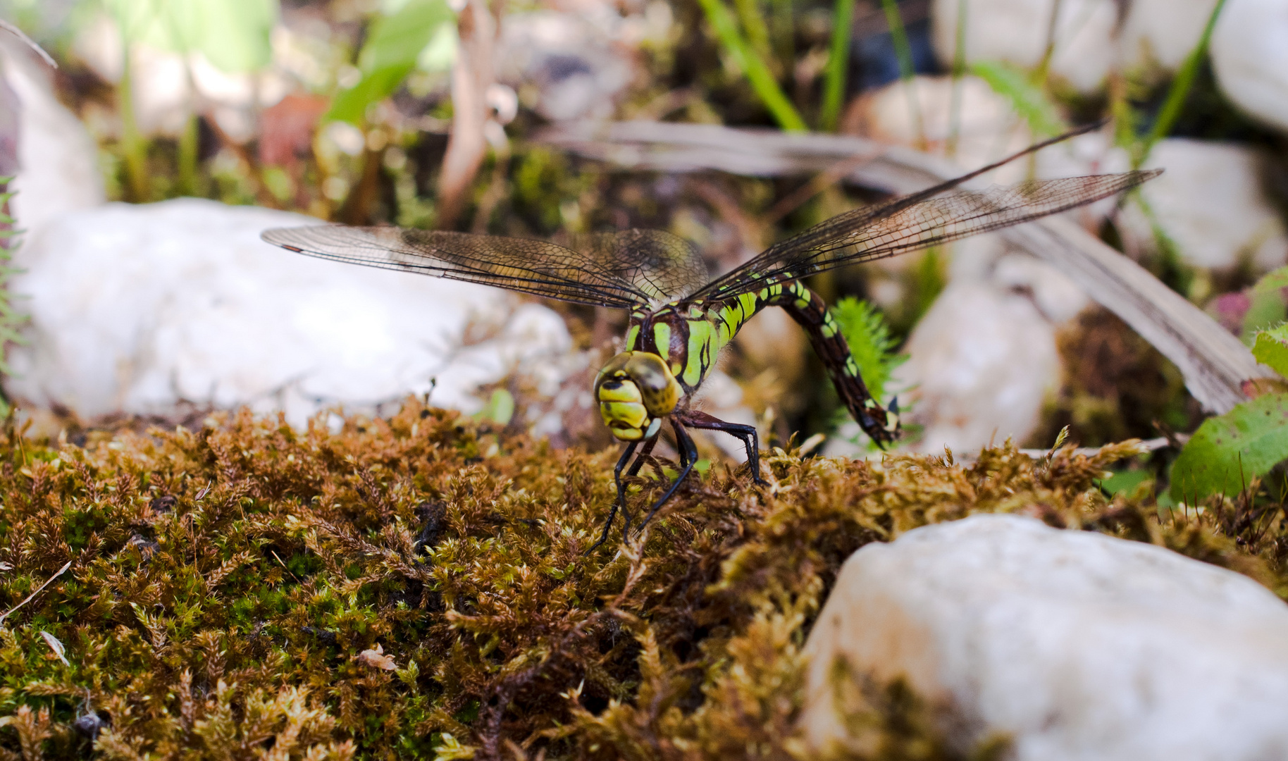 Libelle