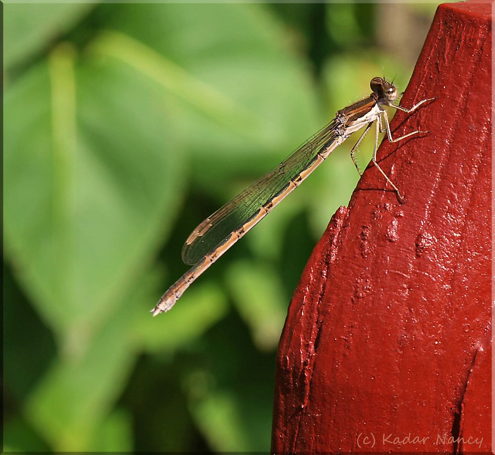 Libelle