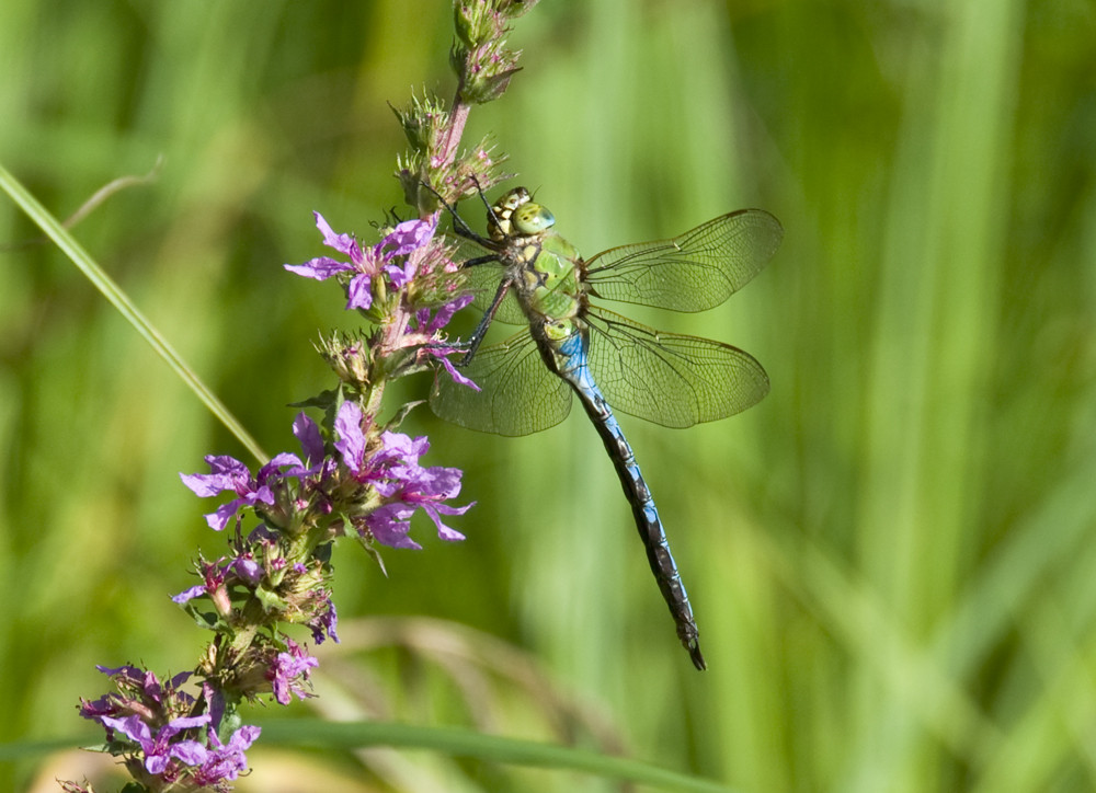 Libelle