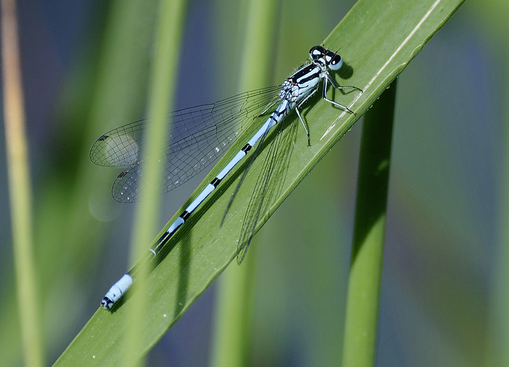 Libelle