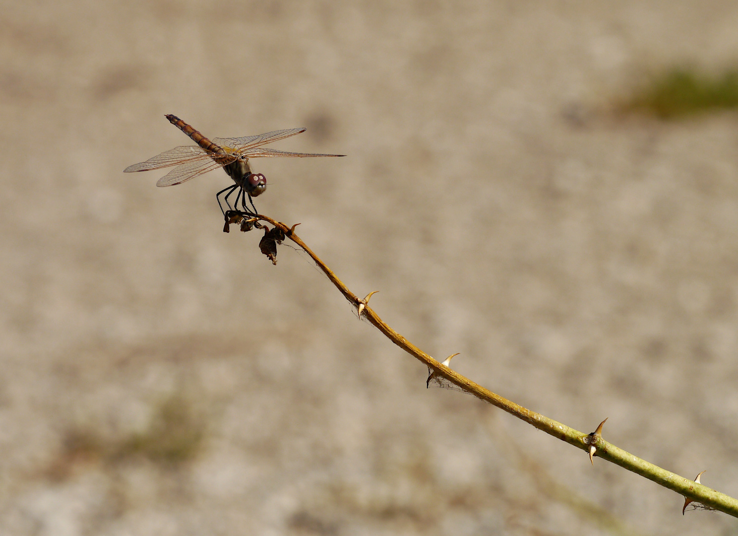 Libelle, Ein Feshra Oase, Totes Meer, Israel