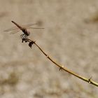 Libelle, Ein Feshra Oase, Totes Meer, Israel