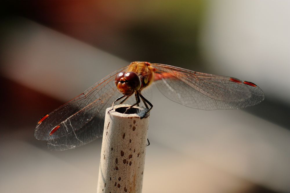 Libelle ; ein perfekter Landeplatz von Richard Kleu 