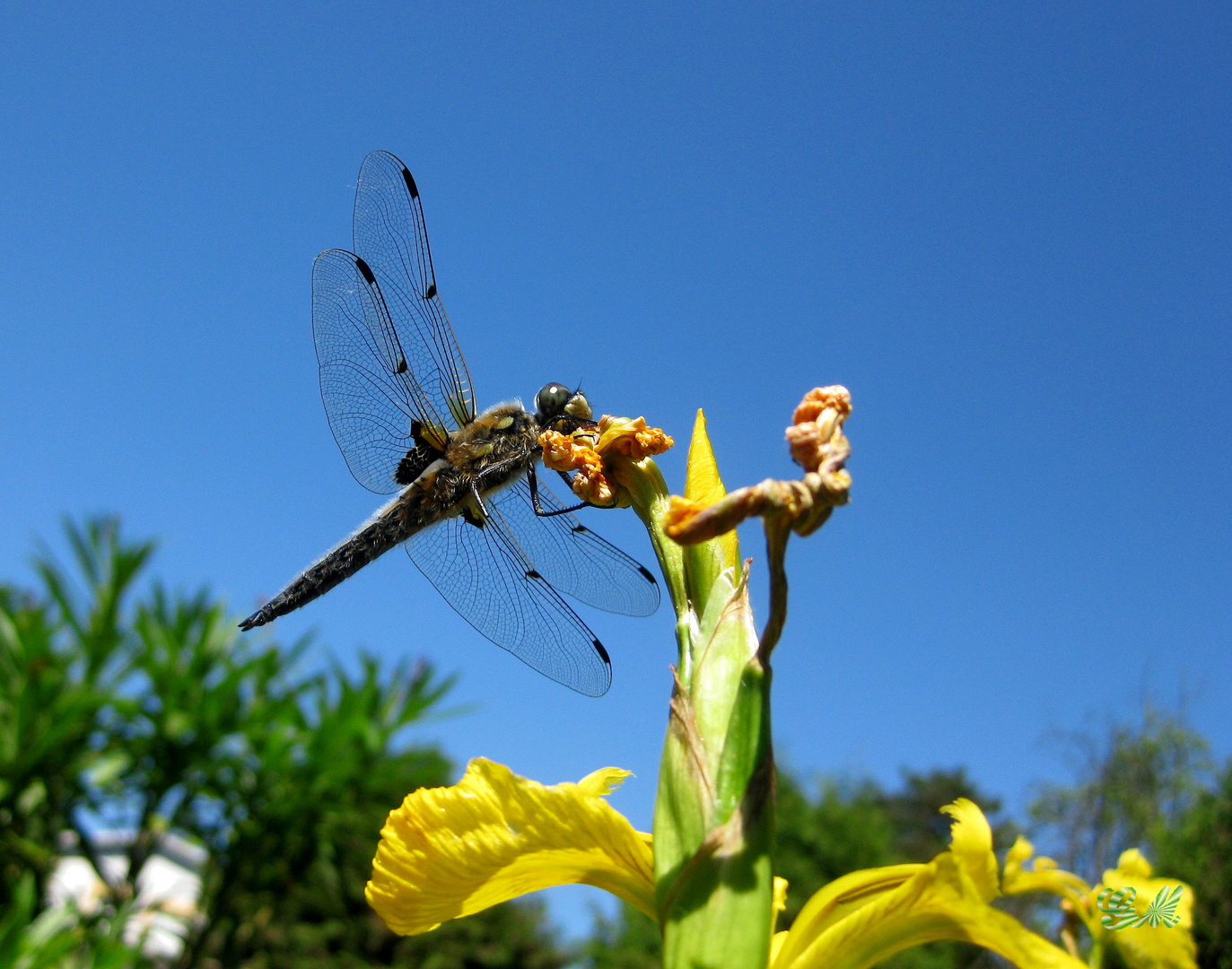 Libelle eine Schönheit am Gartenteich