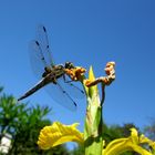 Libelle eine Schönheit am Gartenteich