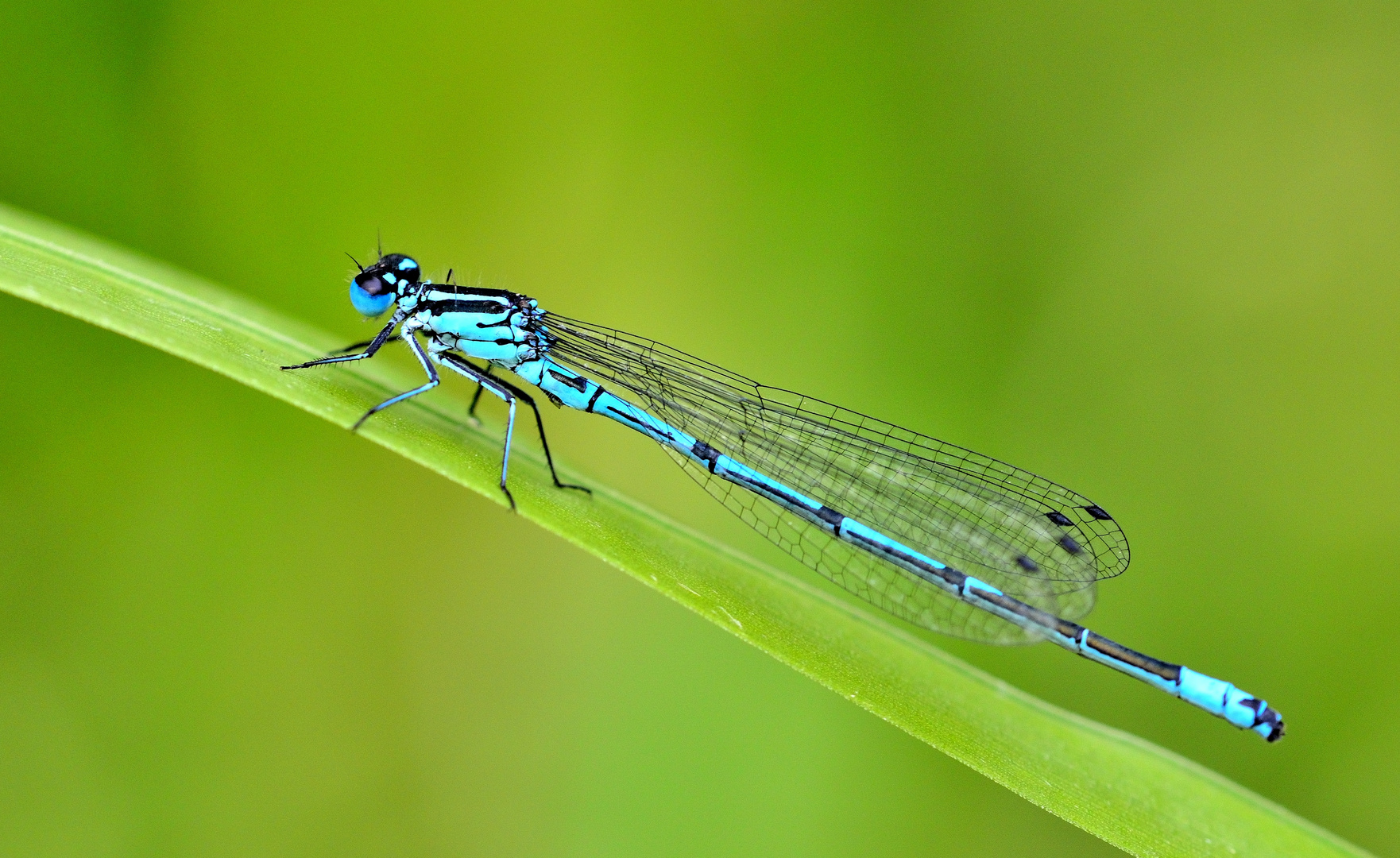 Libelle . Enallagma Cyathigerum