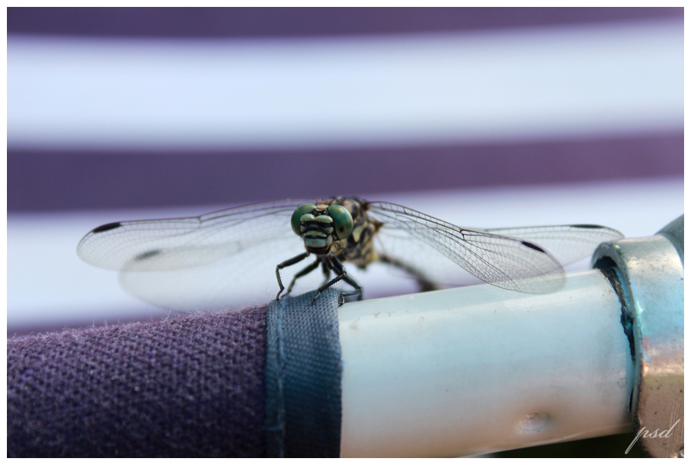 Libelle entspannt auf einer Sonnenliege