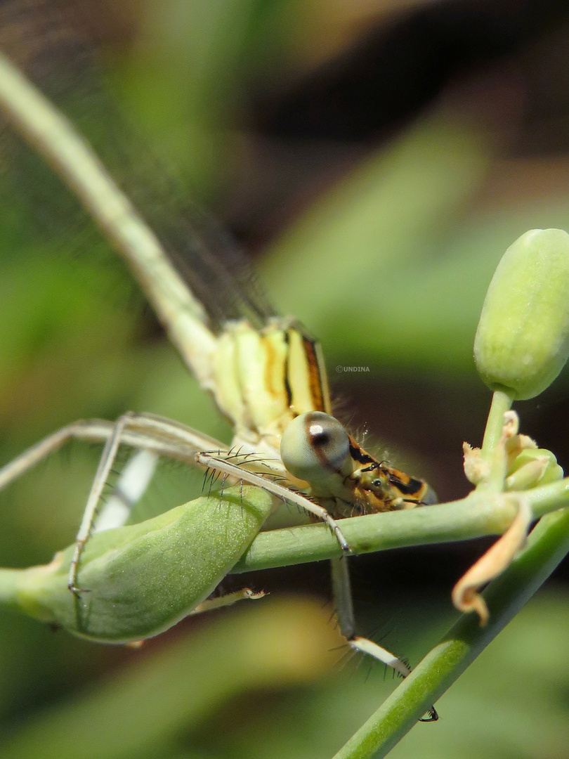 Libelle entspannt im Grün 