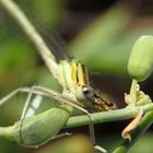 Libelle entspannt im Grün 