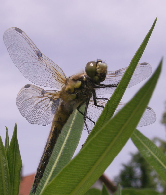 Libelle erholt sich