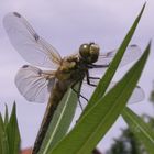 Libelle erholt sich