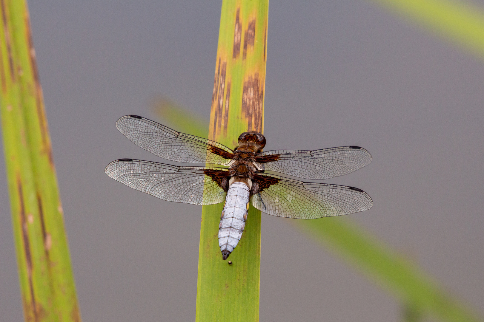 Libelle erneut auf Entdeckungstour