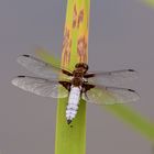 Libelle erneut auf Entdeckungstour