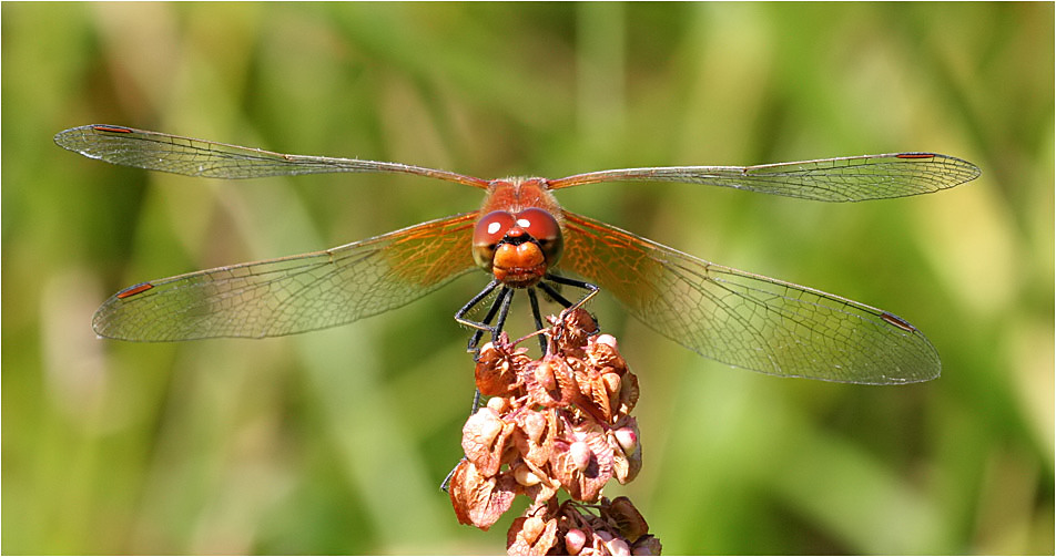 Libelle, erster Versuch