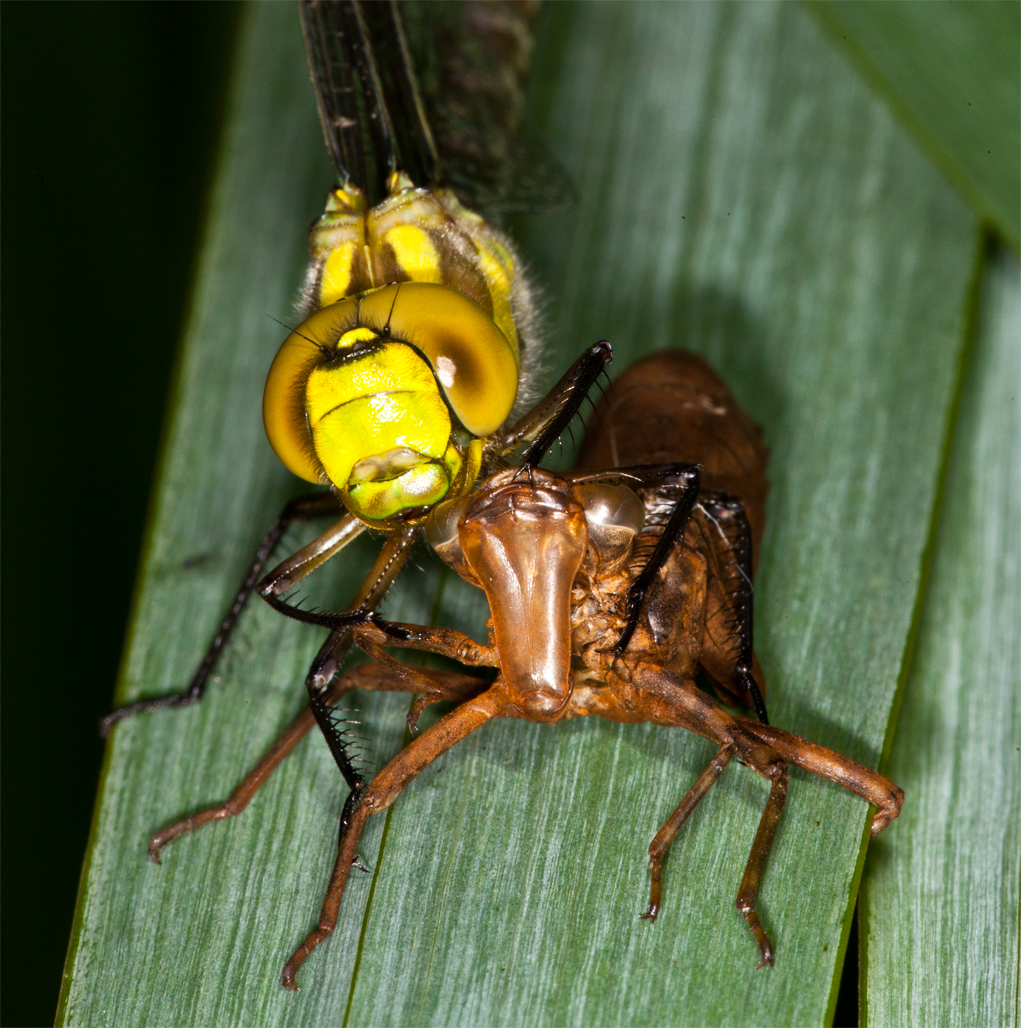 Libelle Exuvie Portrait