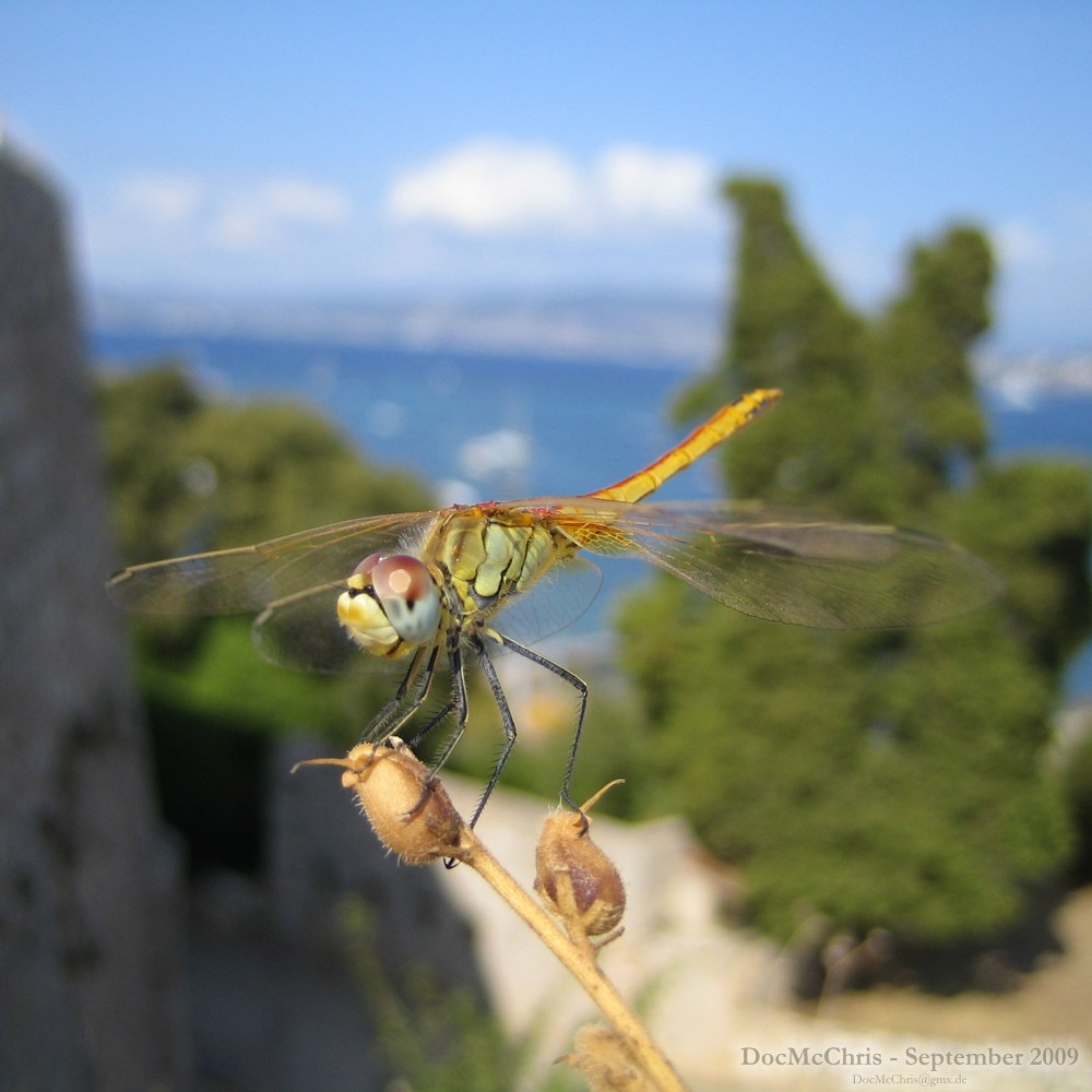 Libelle, Eze, Côte d'Azur