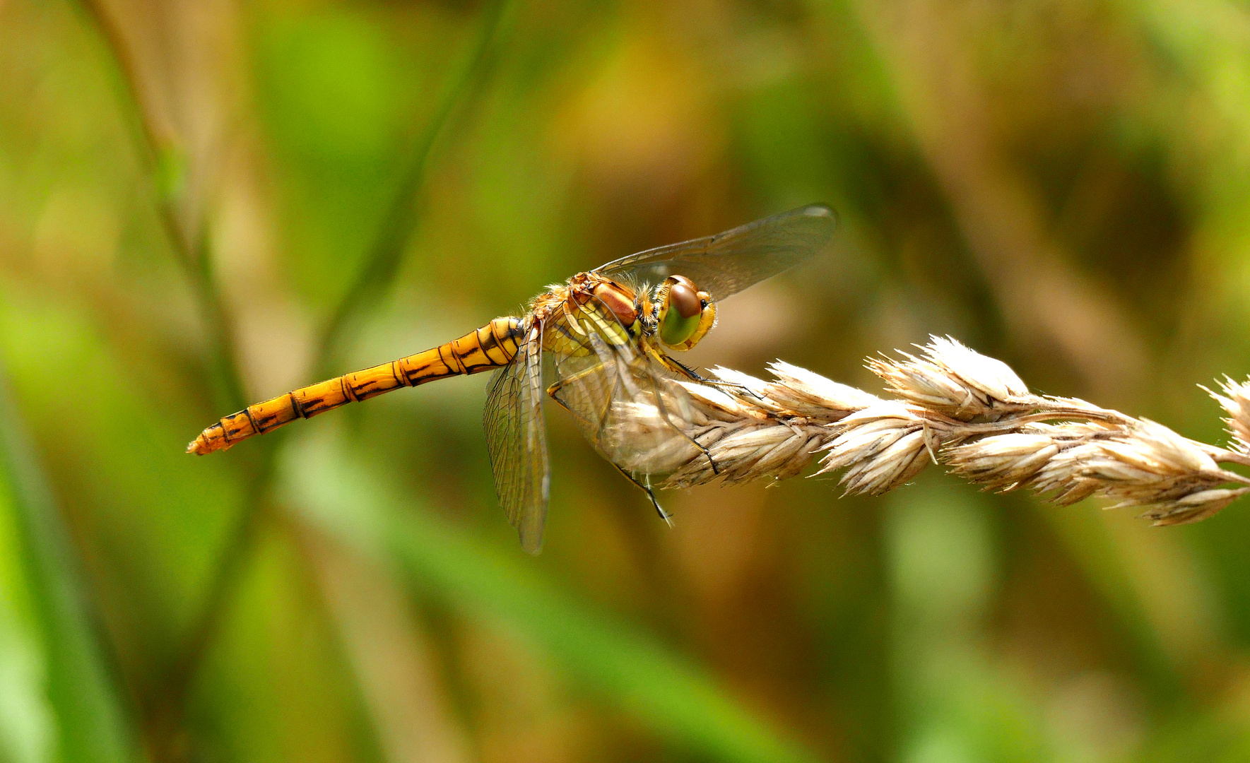 Libelle