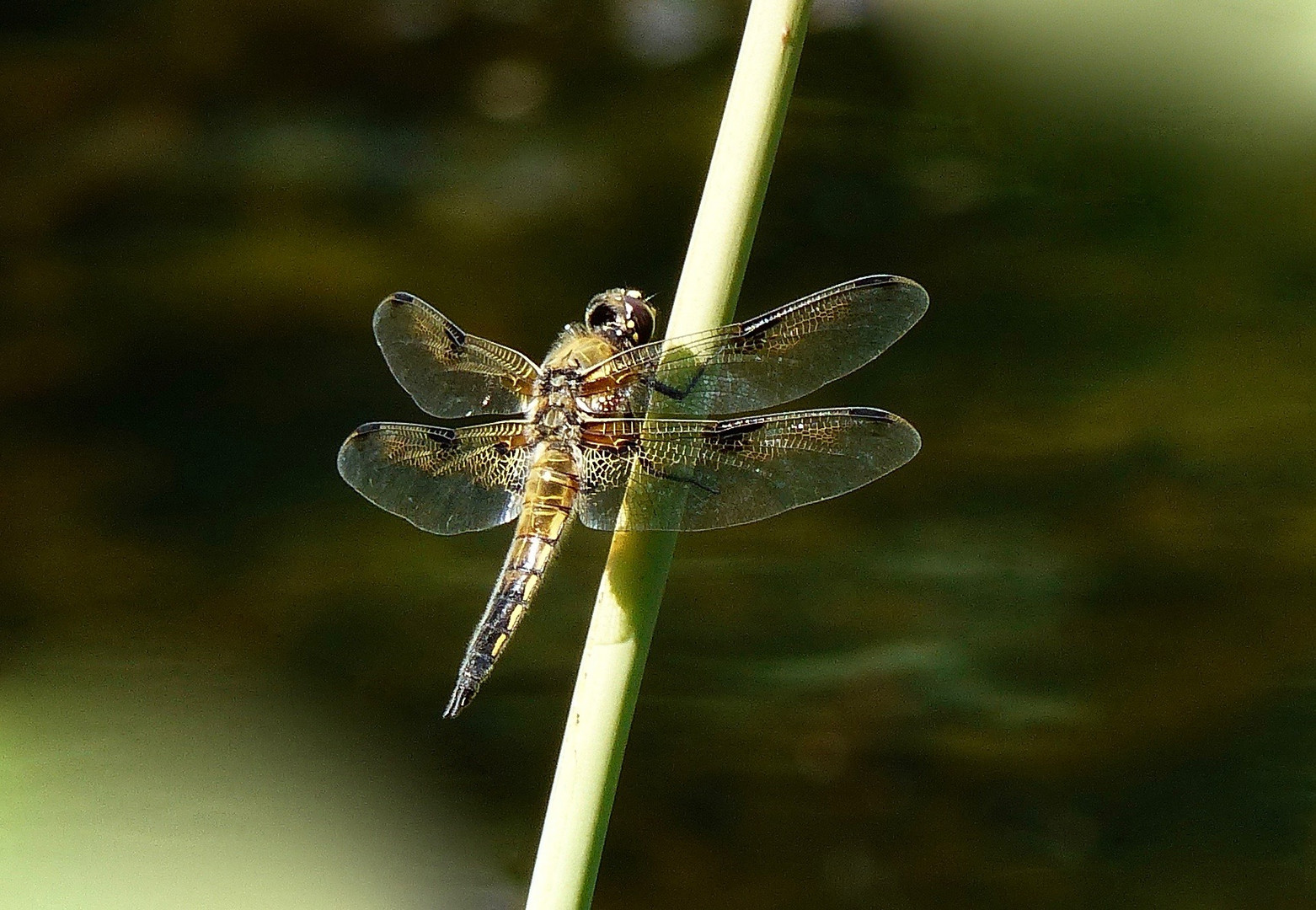 LIBELLE