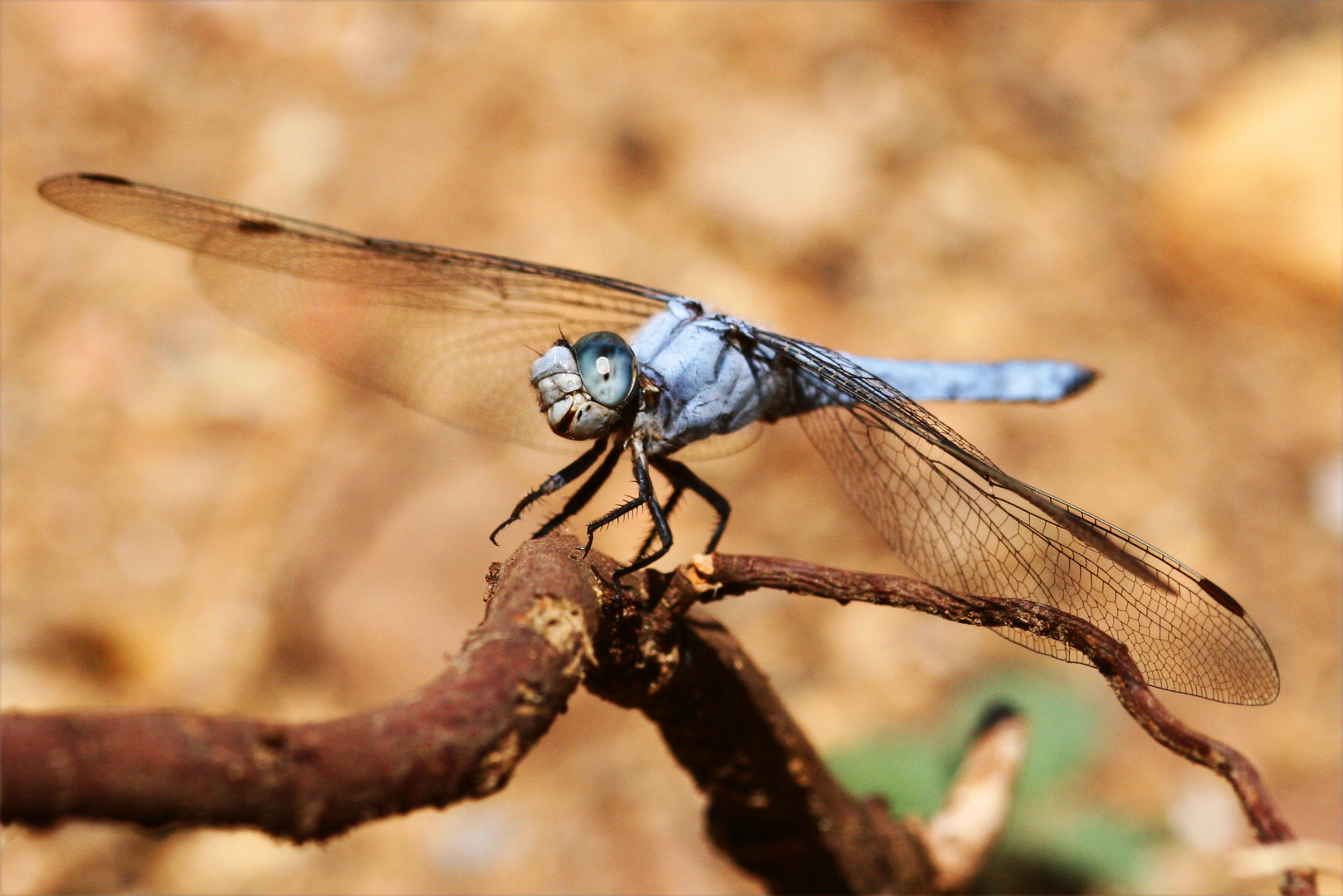 Libelle