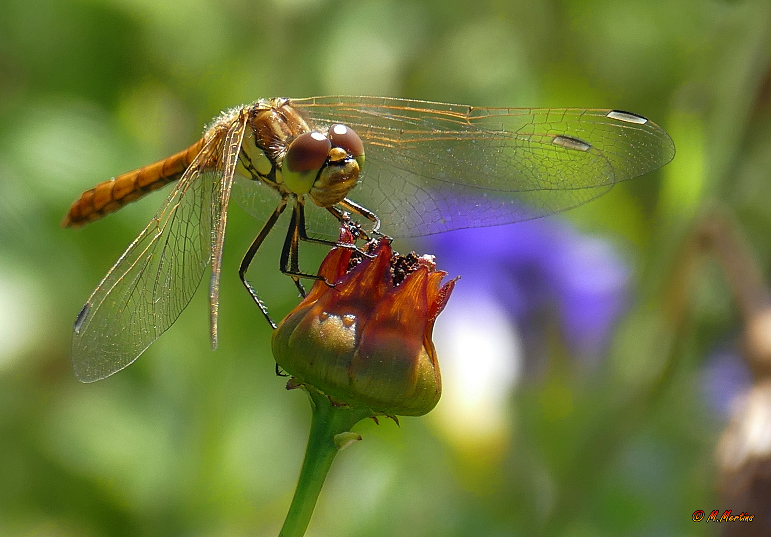 Libelle