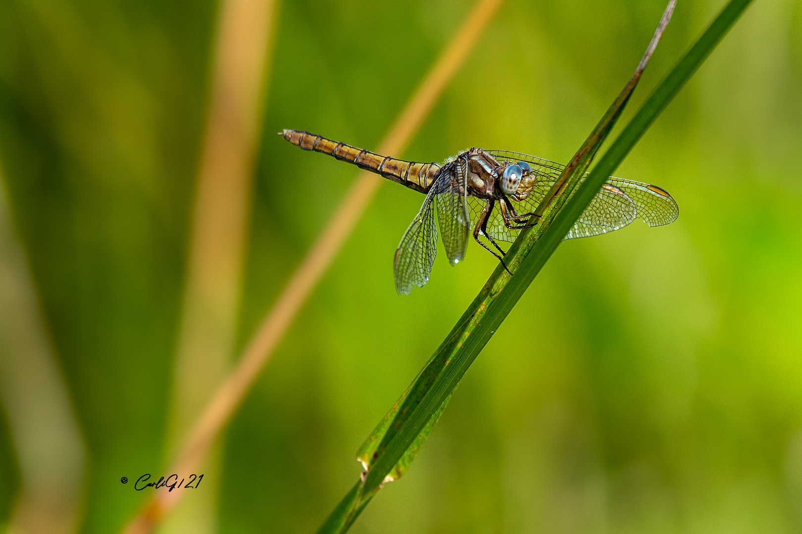 Libelle …