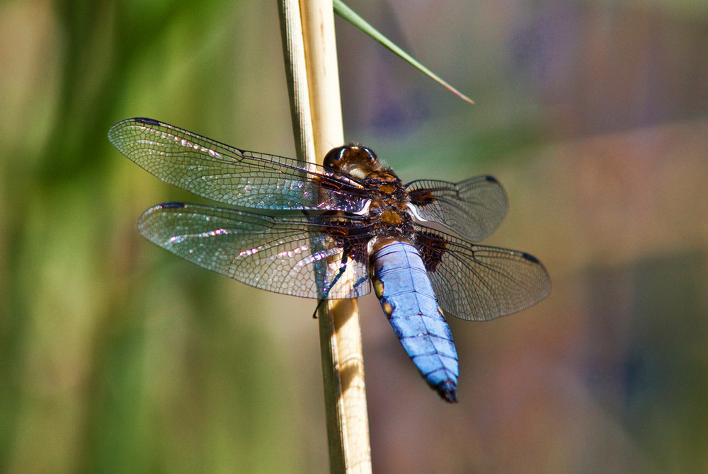 Libelle