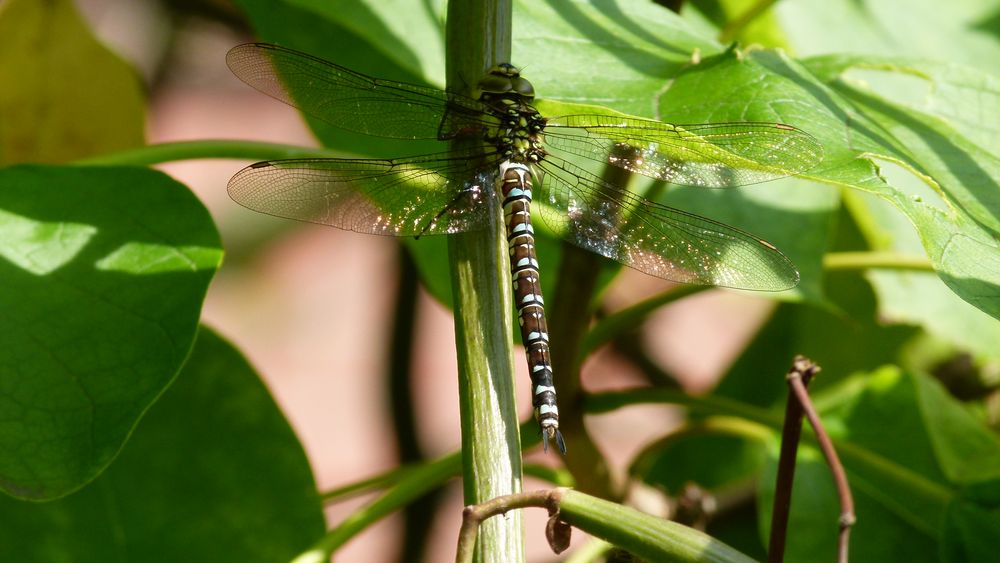 Libelle