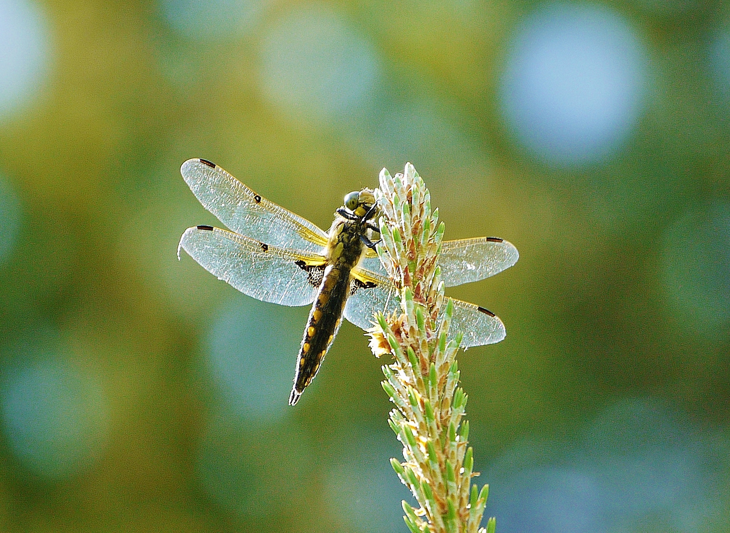 Libelle