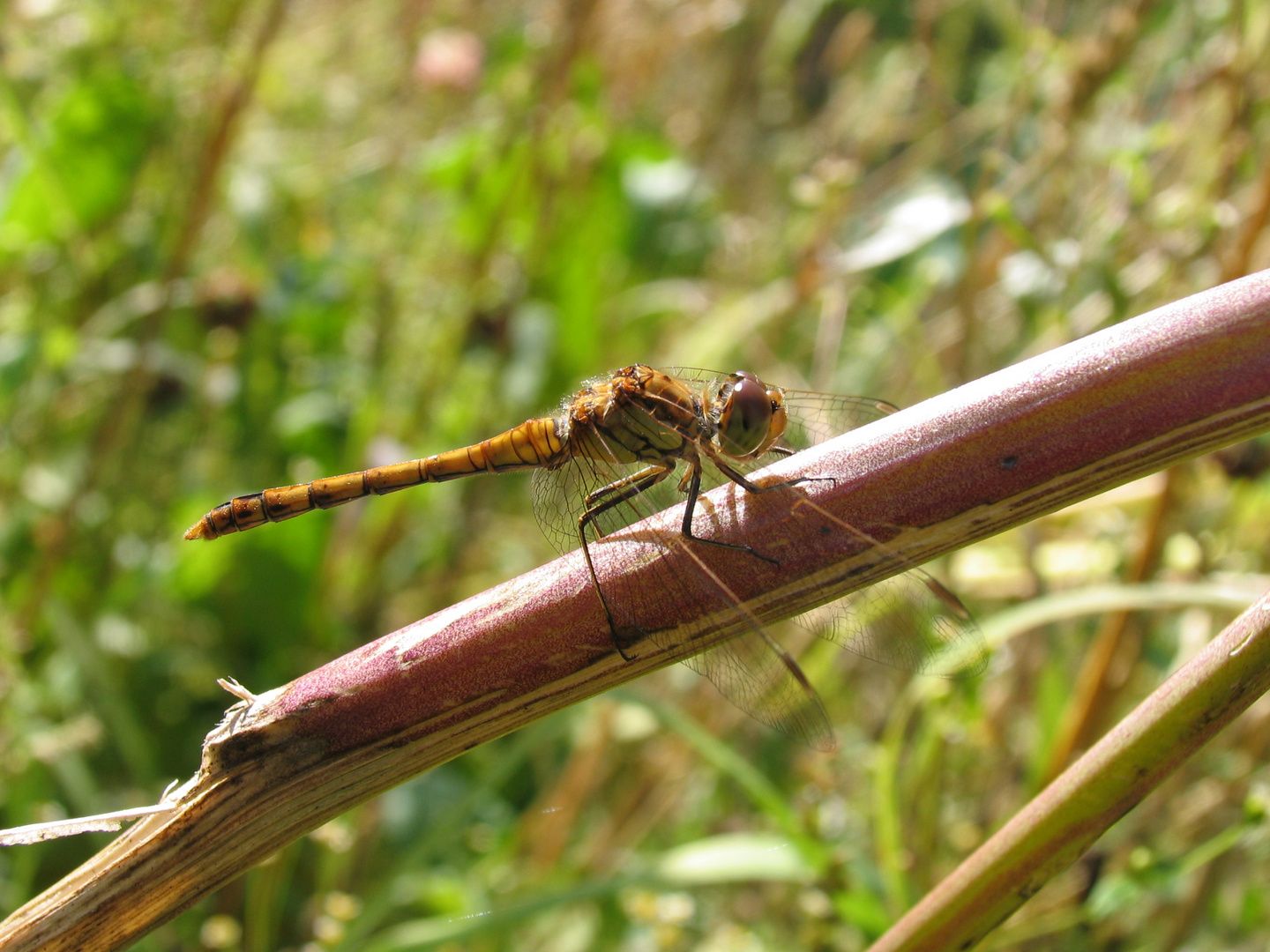 Libelle