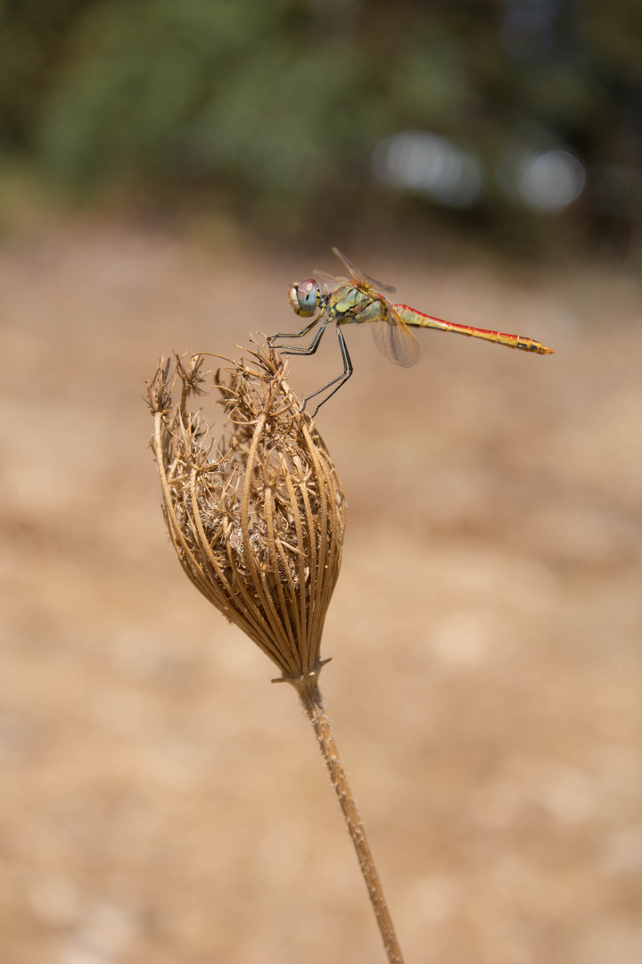 Libelle