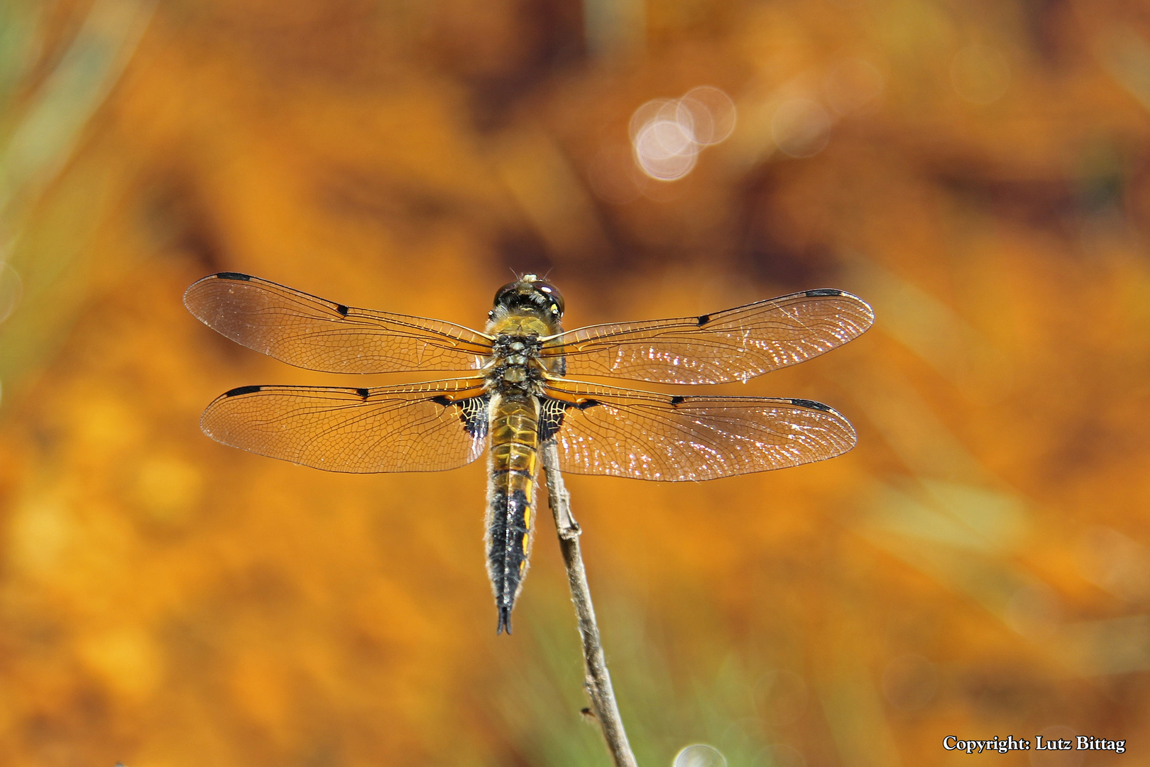 Libelle