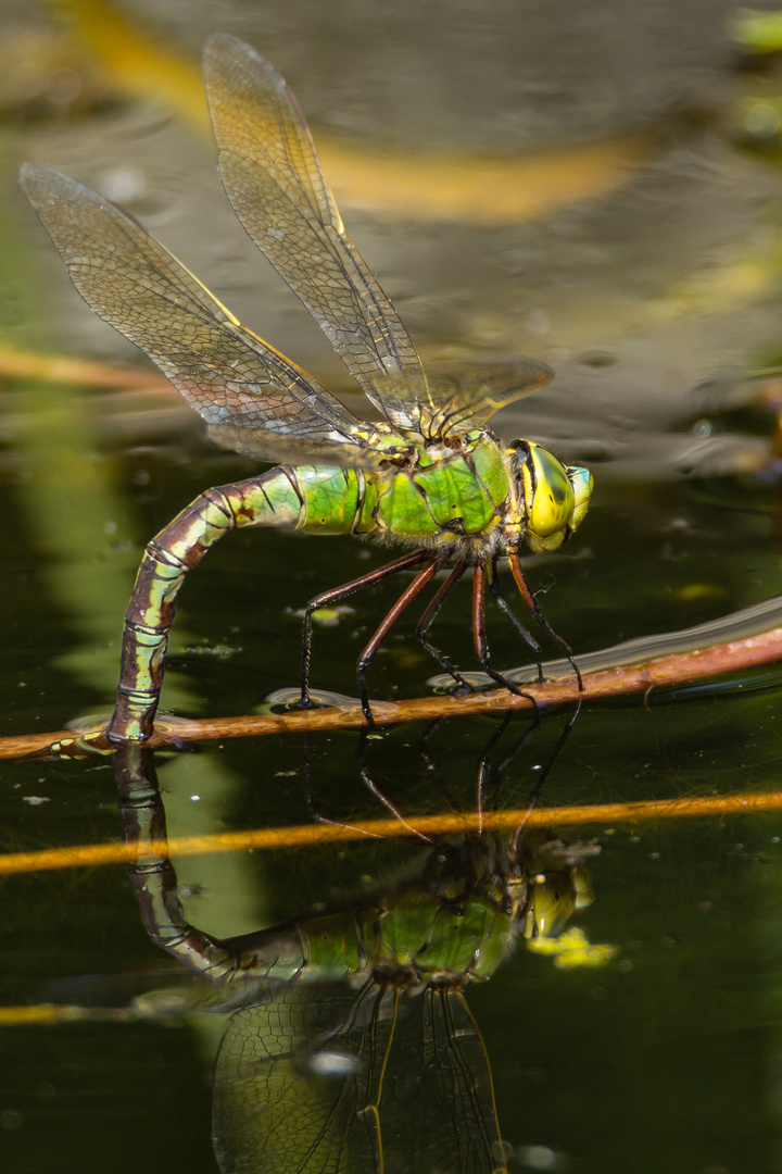 Libelle