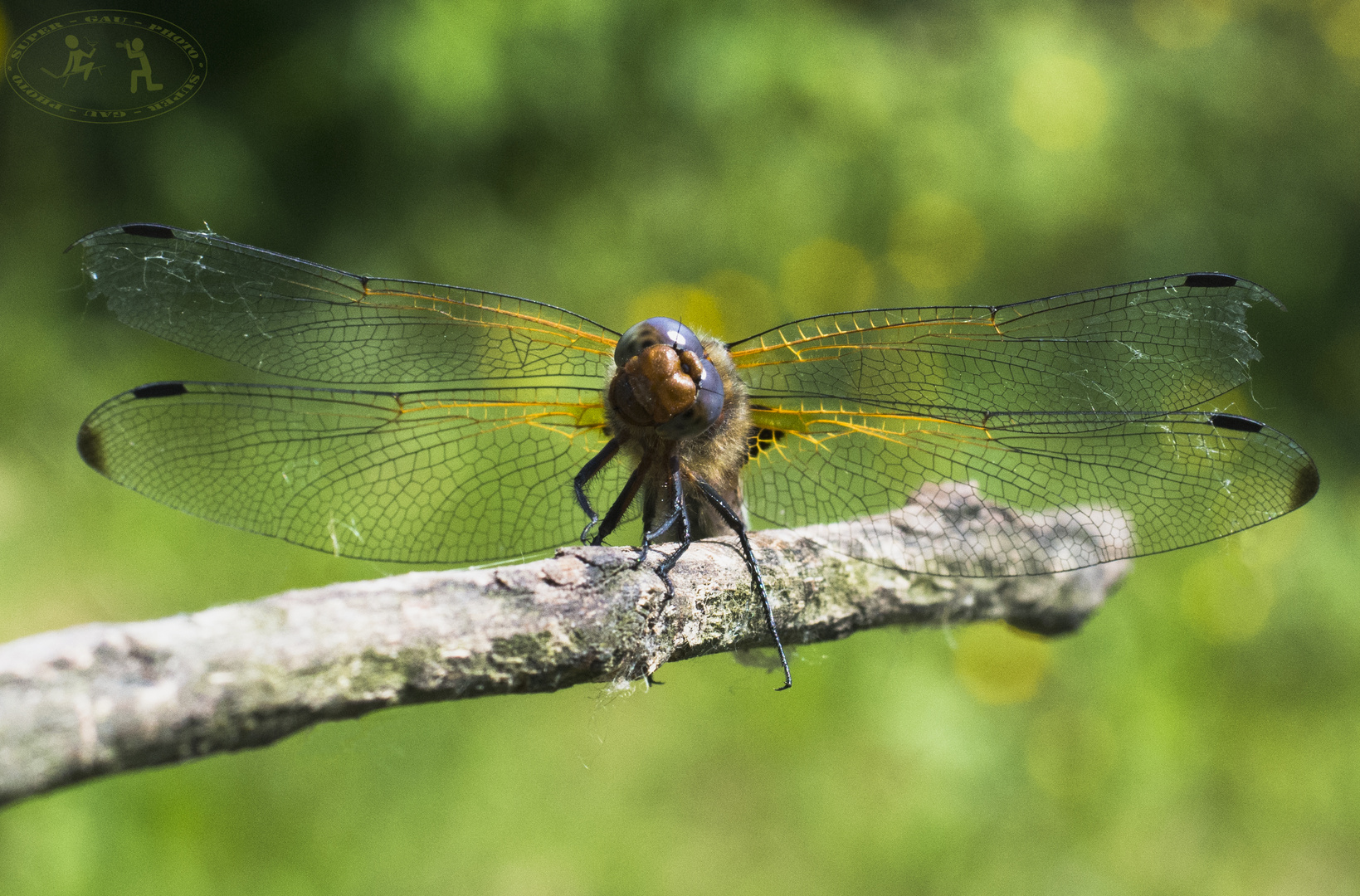 Libelle