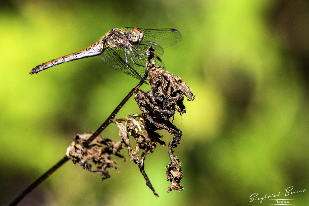 Libelle