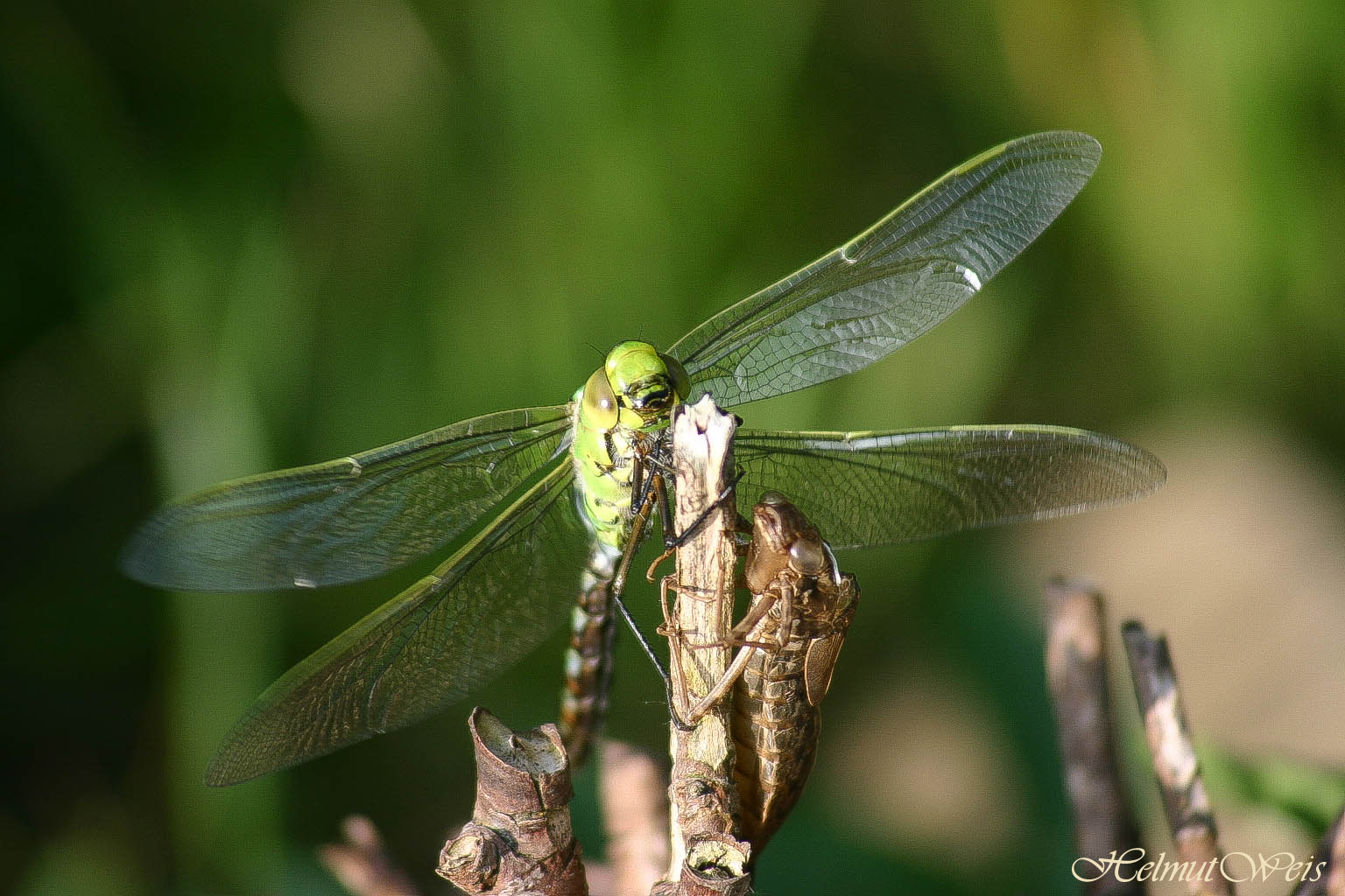 Libelle