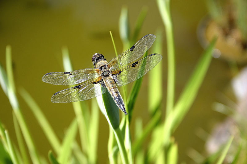 Libelle