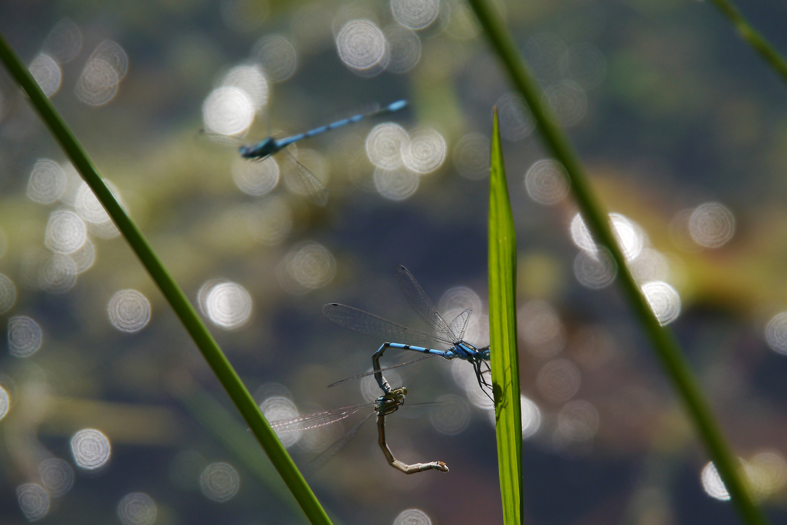 Libelle