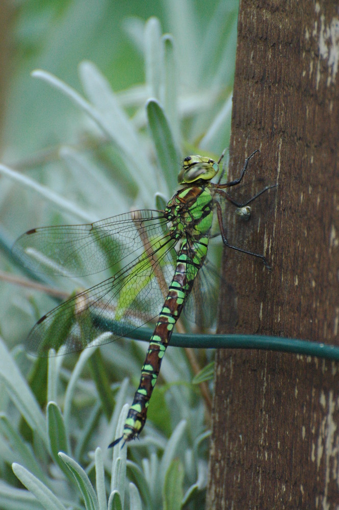 Libelle