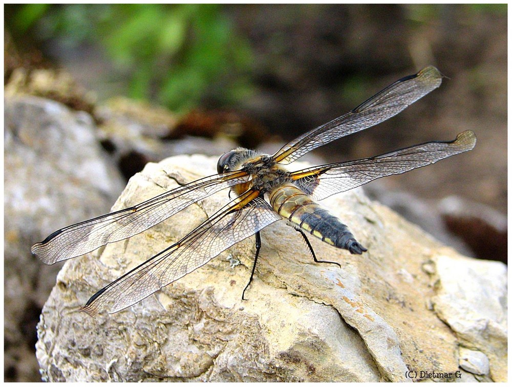 Libelle - farbenfroh und ausgebreitet