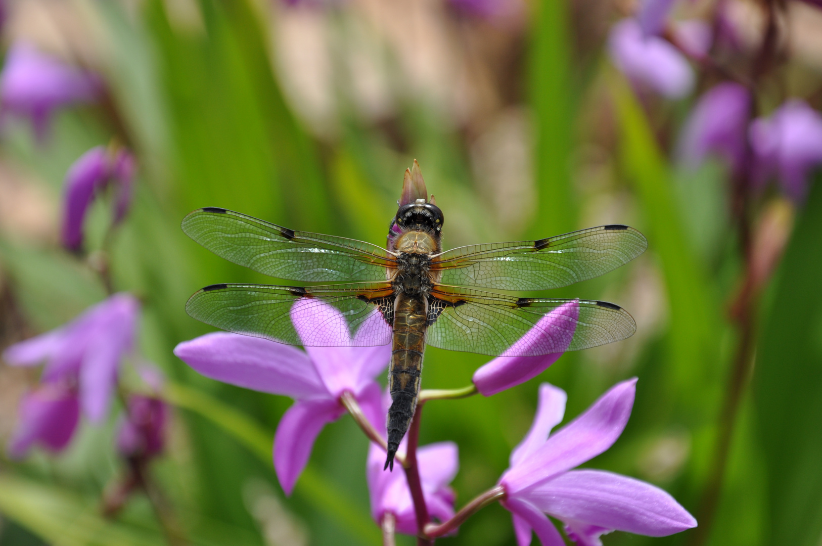 Libelle