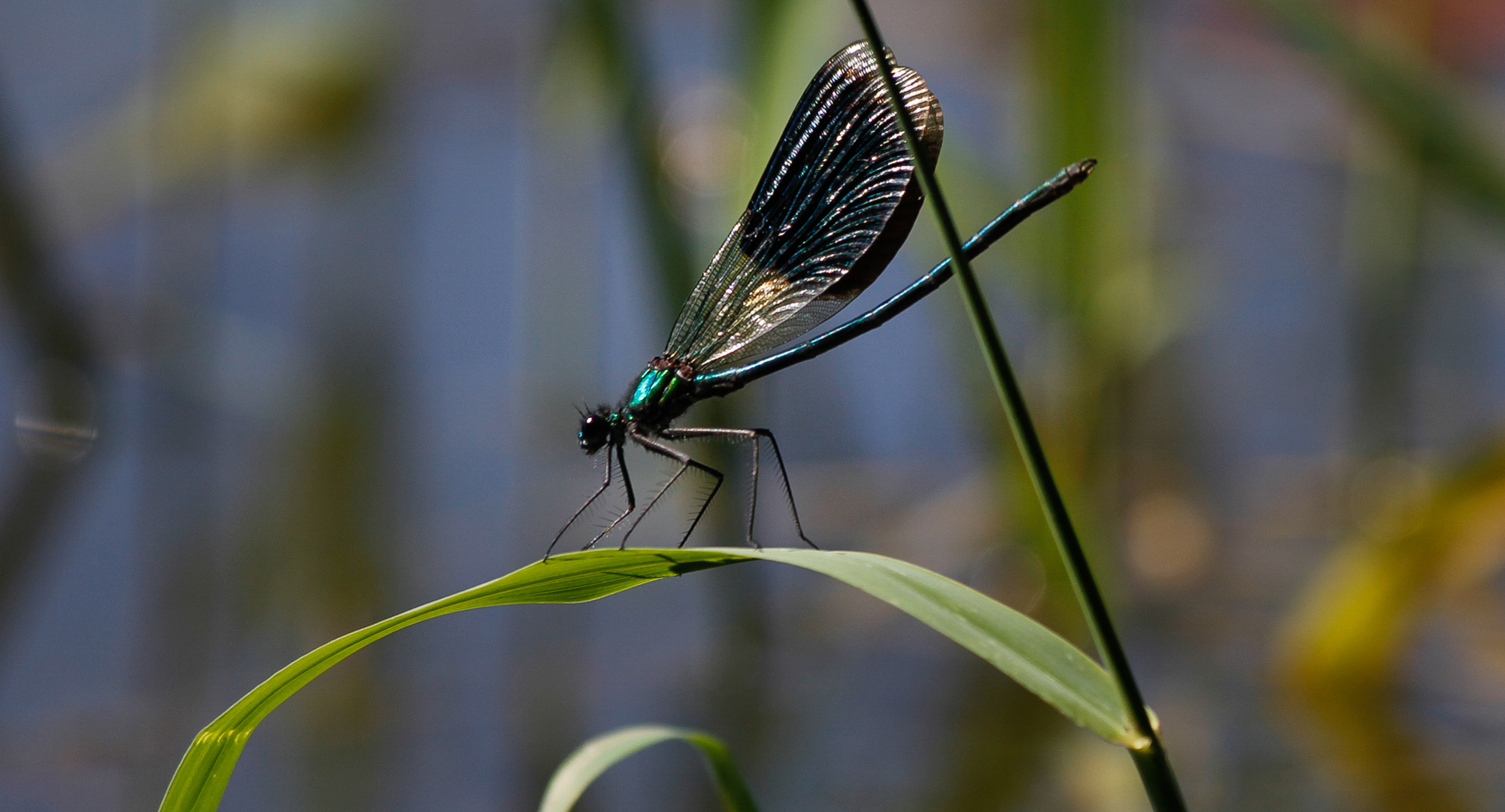 Libelle