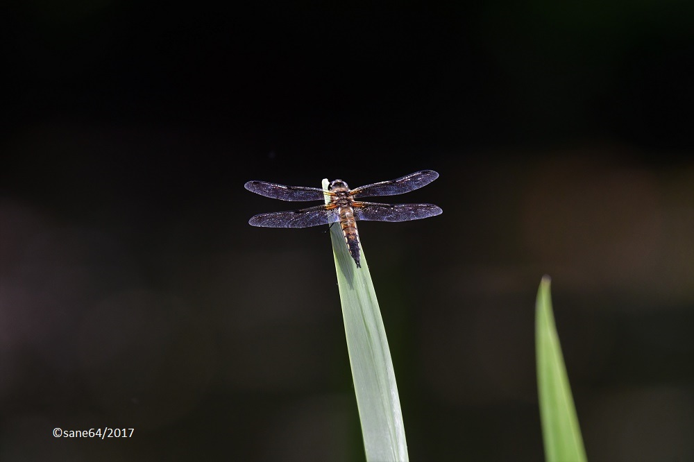 Libelle