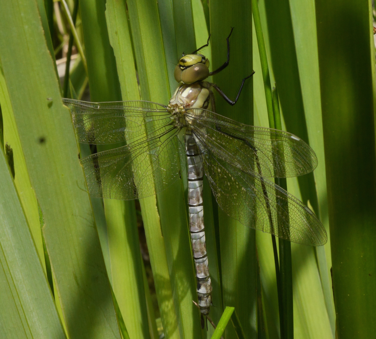 Libelle fertig