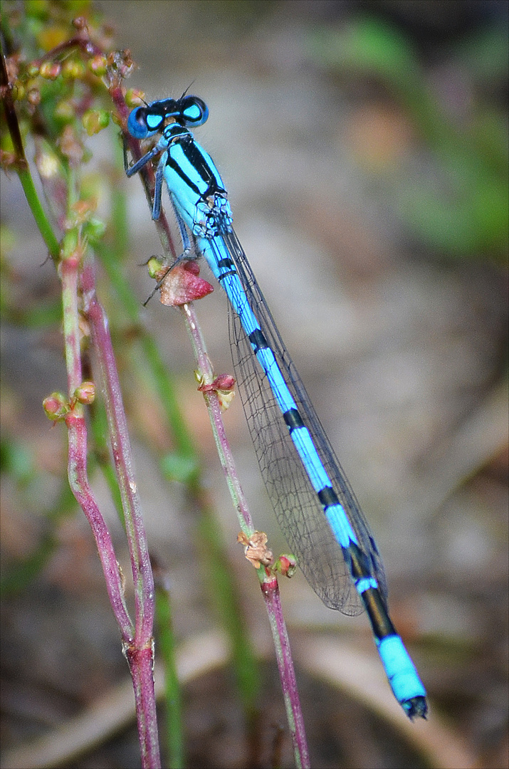 Libelle