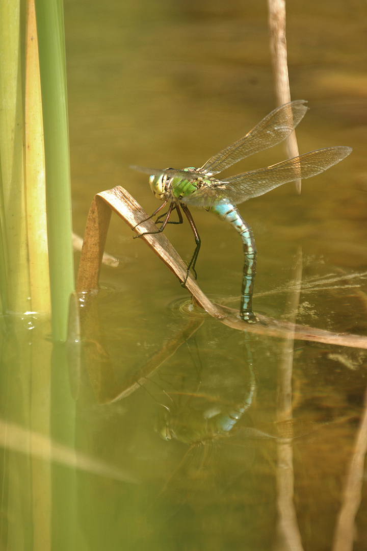 Libelle