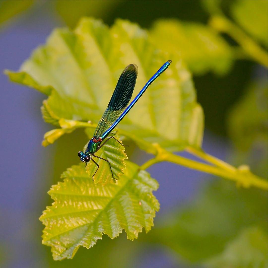 Libelle