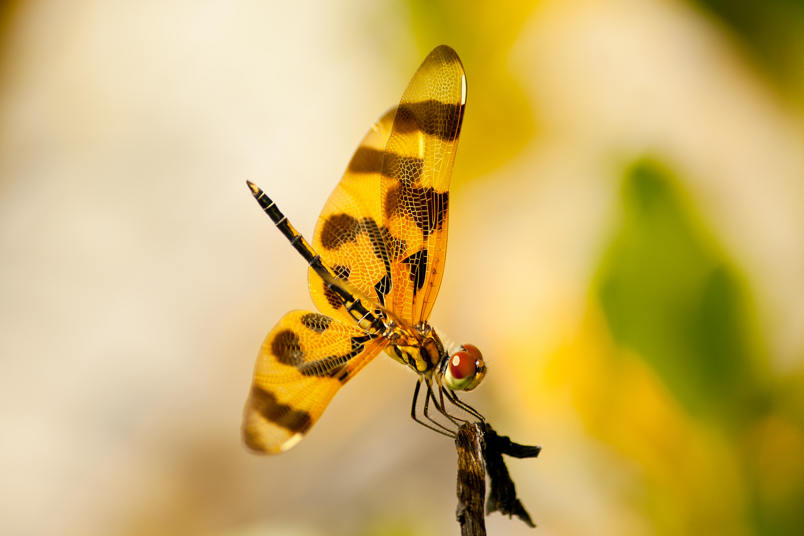 Libelle Florida Strand Manasota Beach